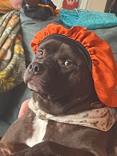 Jean-Luc prevented a home invasion! Give him all the treats now plz