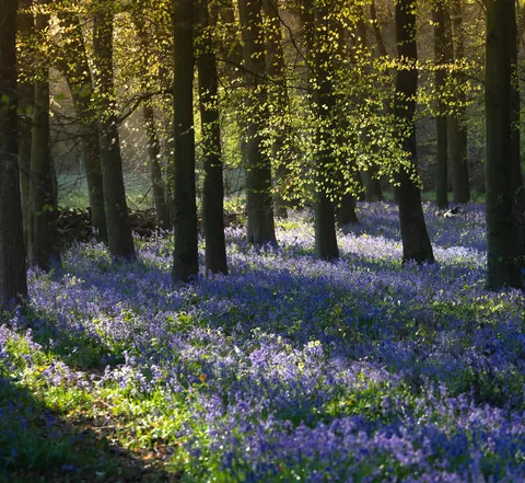 Bluebells and Spring greens in Buckinghamshire, UK [OC] [5000x4595]