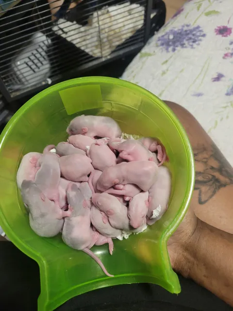 Bowl of BEANS