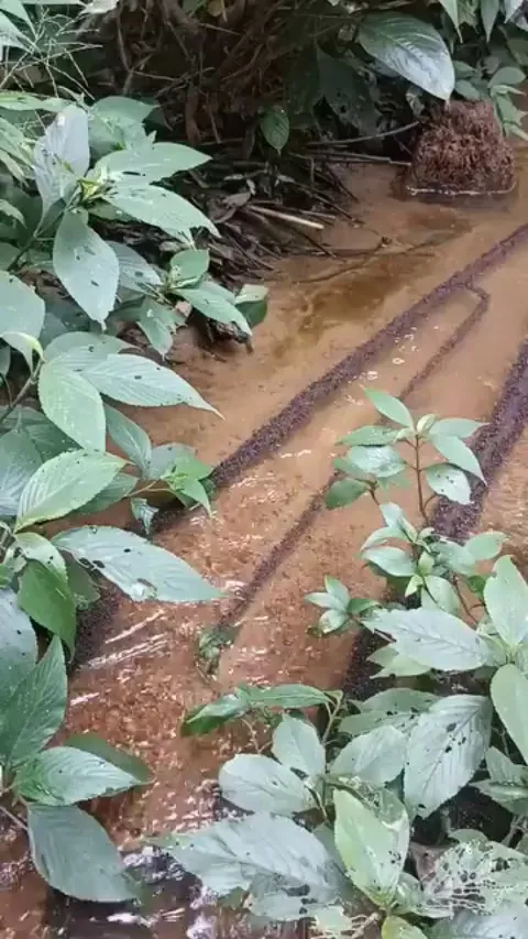 These ants using flowing water to BE the Bridge.