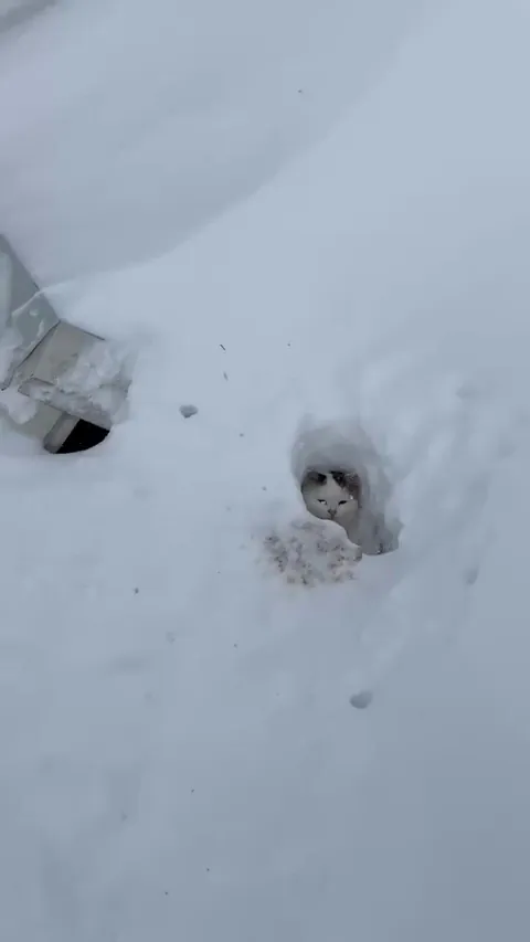 A clowder of feral snow cats.