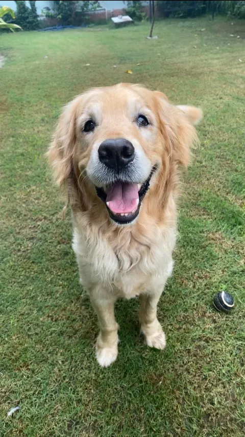 The most goldie pic i clicked of my cutie lil goldie