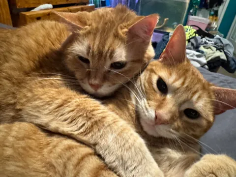 me and my husbands two orange cats (13 &amp; 3) are best buddies