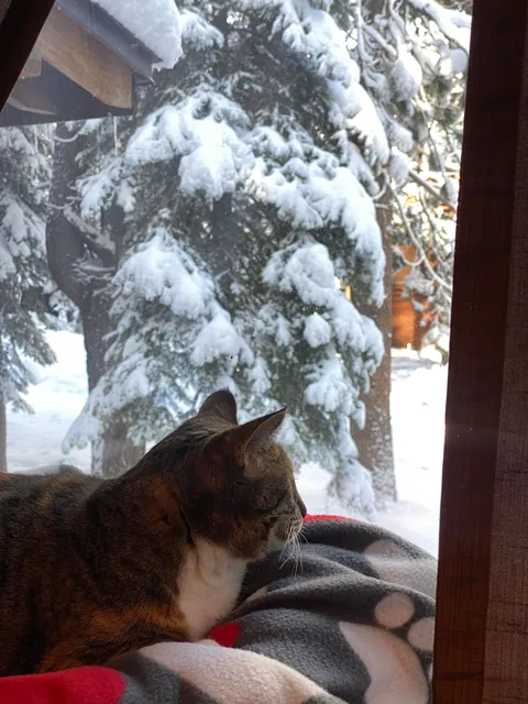 My Aunt passed away, now I have a cat.