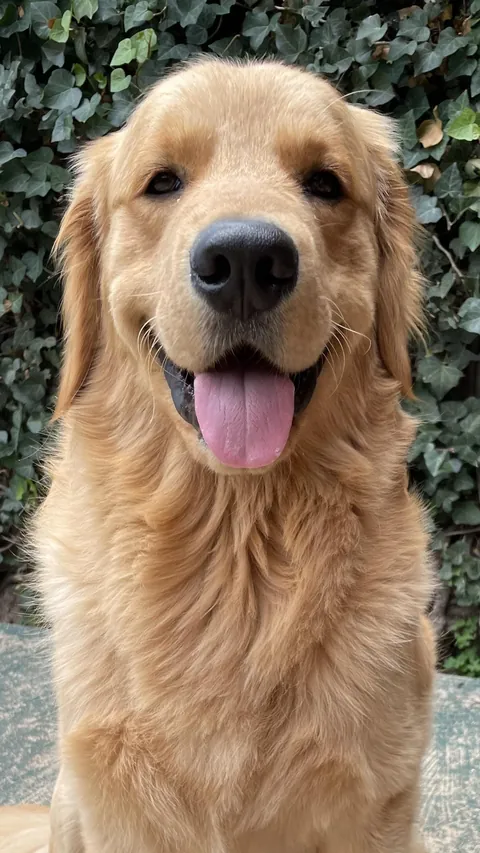 Have a golden weekend!