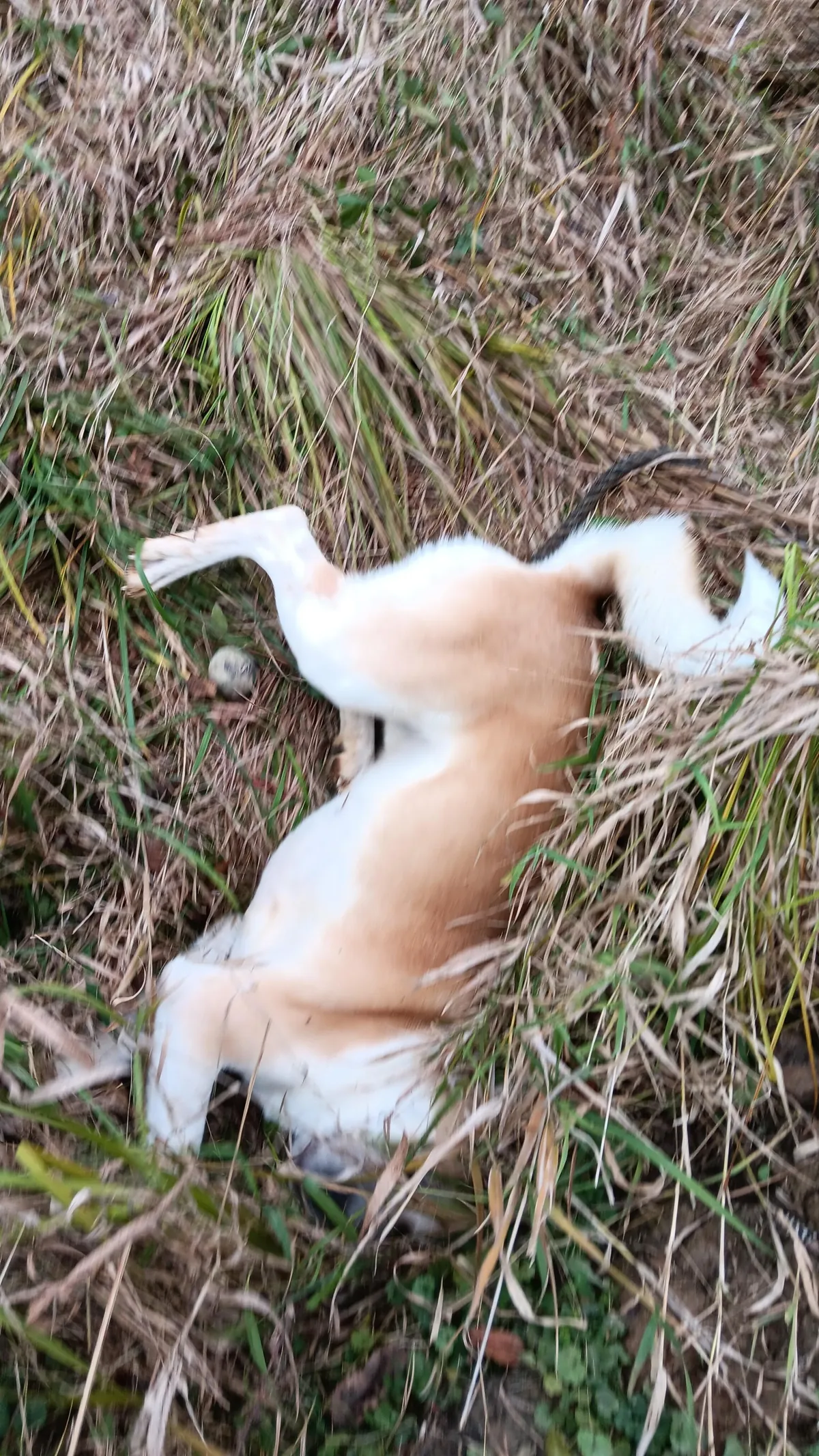 [OC]He saved the ball ...but couldn't save himself.