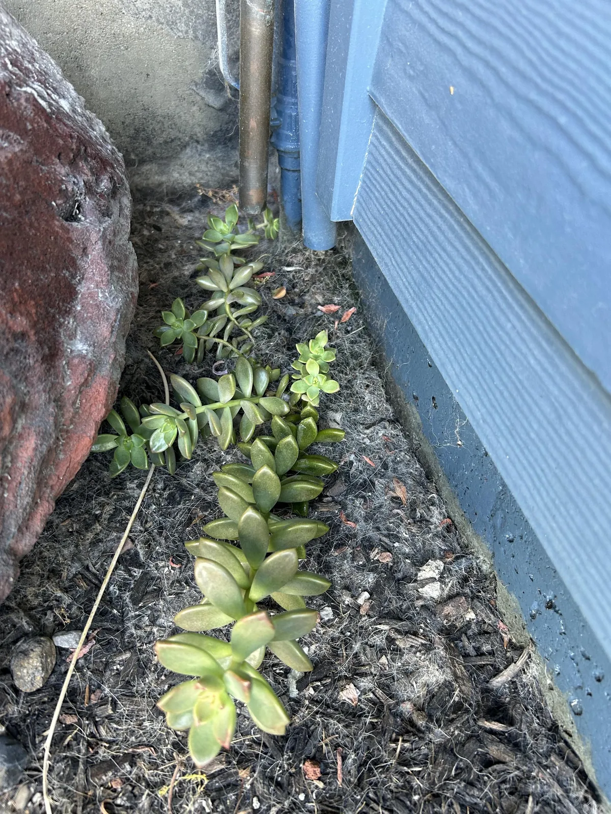 2.5 years ago, my son ripped off a few succulent leaves and threw them all about. Turns out they love dog hair, being next to a dryer vent, and the water from a heat pump condensate drain.