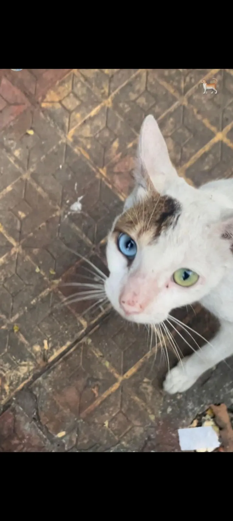 Didn’t expect to meet a street cat with eyes straight out of a dream 💙💚