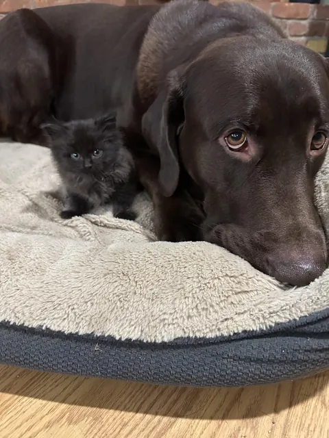 Update: The tiny fluffball I rescued won’t leave her giant best friend alone
