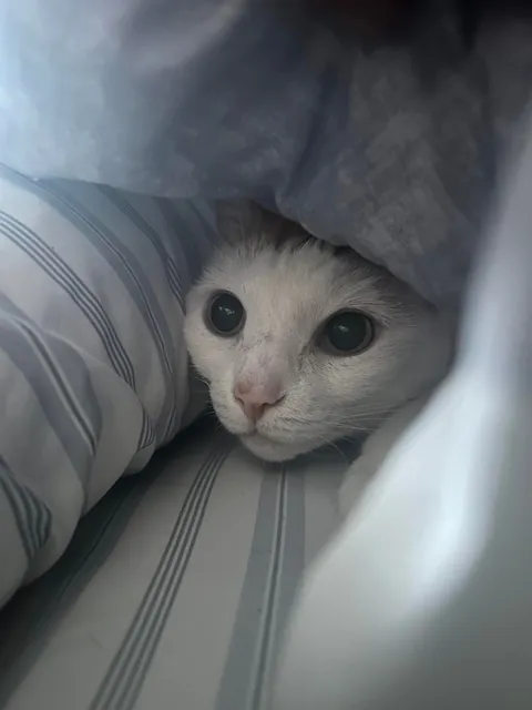 Meet Chell. Chell is 14 and doesn’t like big crowds so Chell spent most of Christmas Eve like this.