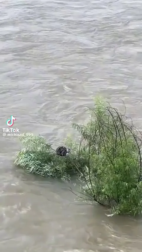 A city in China came together to save this Kitten 🥹