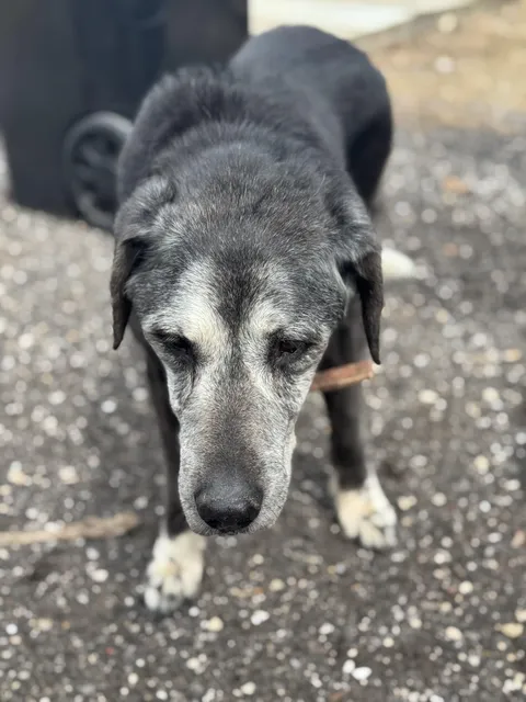 This is my family dog Harry. He is 16.5 years old and likes skittles and cheeseburgers!