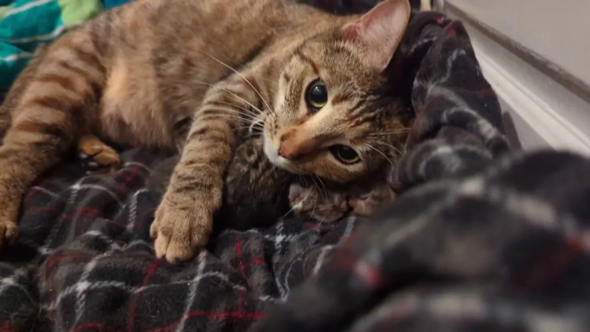 I took in a stray before a hard freeze in my area. Today she gave birth to 4 kittens