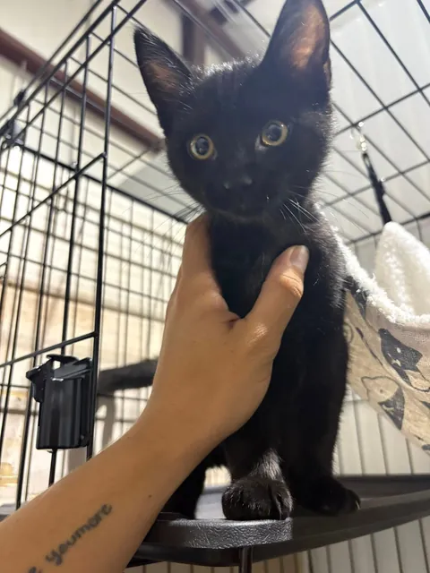 Can't Wait for Monday! This is the adorable little black kitten I'm adopting from the shelter!