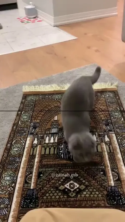 Cats are mad disrespectful, even during prayer.