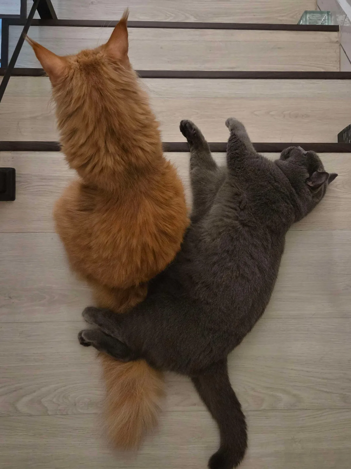 Lost my Orange Queen last week, my other cat and I are struggling.