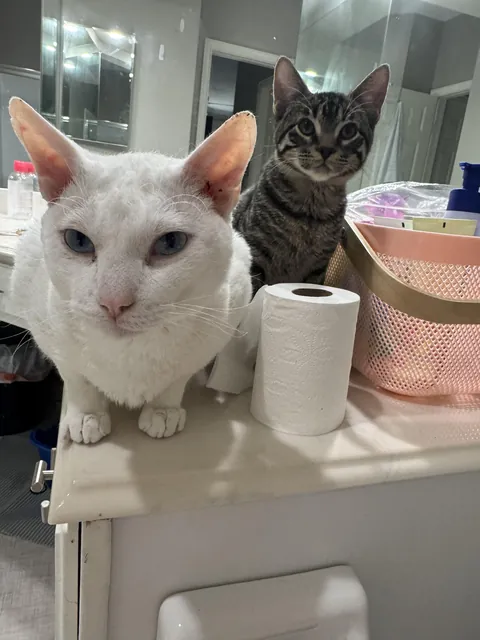 My cats when I’m on the toilet 😆