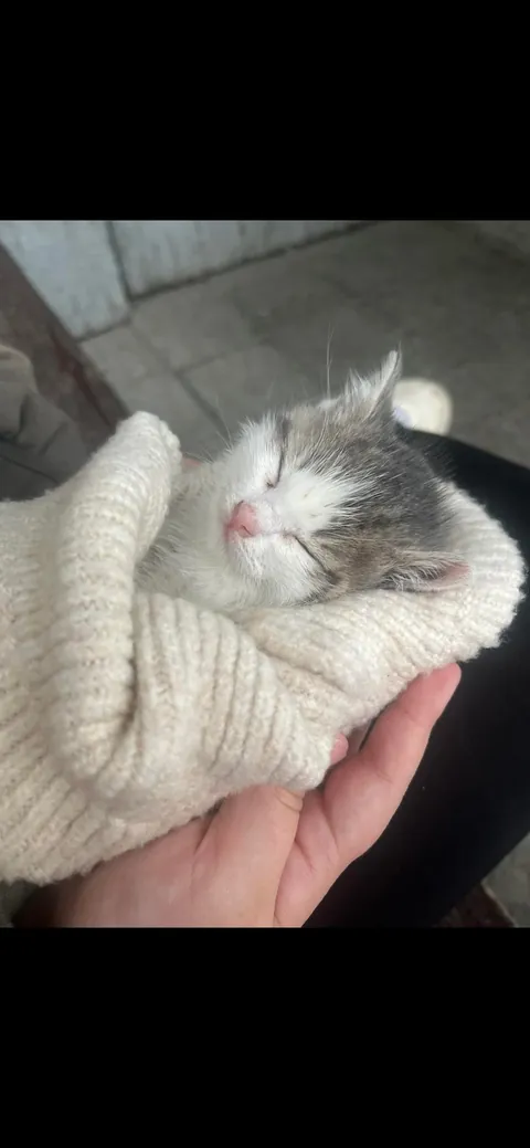 My daughter found this kitten outside, cold, hungry and with sick eyes… look at him now ❤️