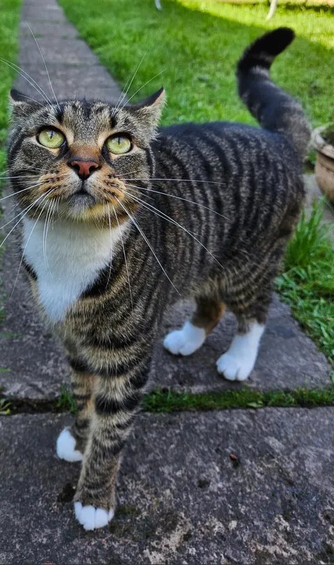 How does one wash a cat?