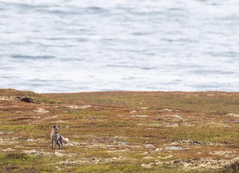 🔥 I was able to encounter a lone arctic fox, one of the rarest species in Norway, as there are only around 500 of them in the whole country