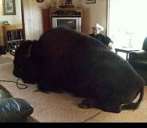 Jim Sautner, the Buffalo Whisperer was a Canadian rancher who raised a 2,000-pound bison named Bailey D. Buffalo like a family dog