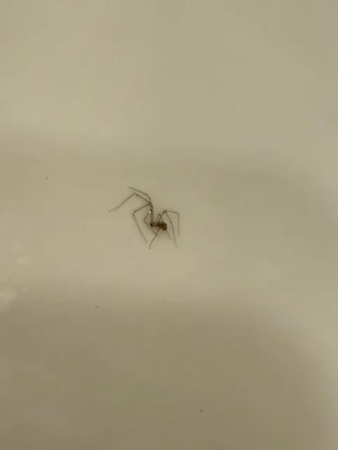 Felt something weird in my ear. Flushed it out and saw this guy