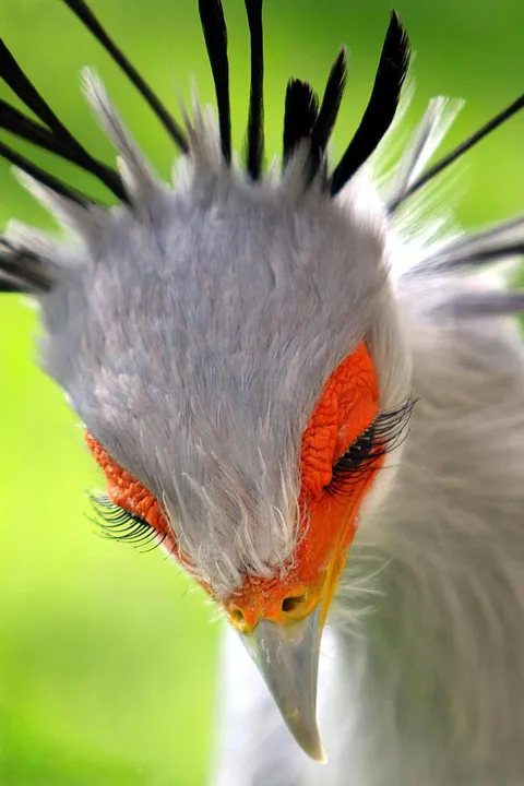 🔥 Many birds don't have prominent eyelashes, but some have: secretary birds sport wonderful ones