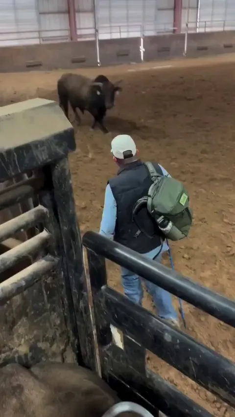 Bull recognizes the man who raised him, gets a tail wag.