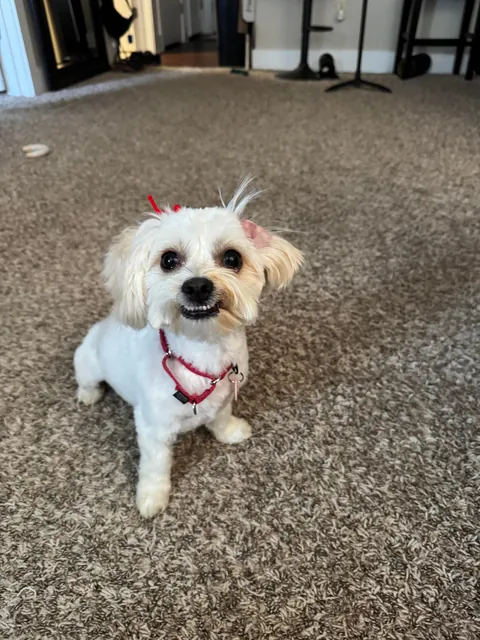 Lilly from how she was found to today. (Guest appearance by His Highness Sir Linus)