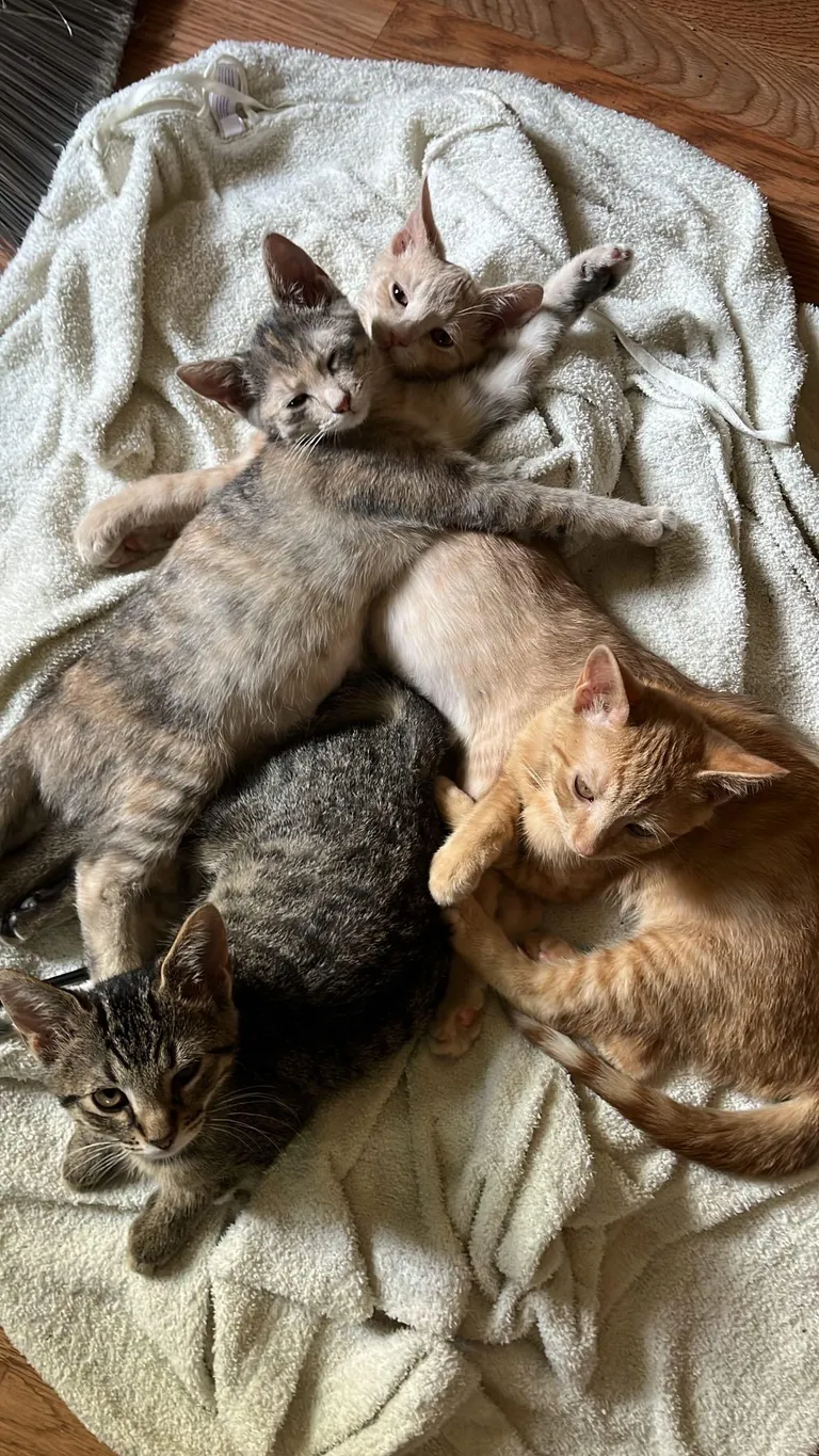 Every time I walk into the room I find my foster kittens laying in a puddle and purring in unison, never gets old