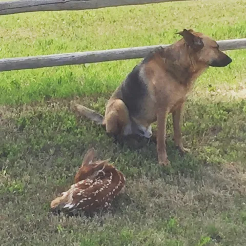 Our herding dog spent the day guarding Bambi until the mom came! Wilson is a dang good boy.