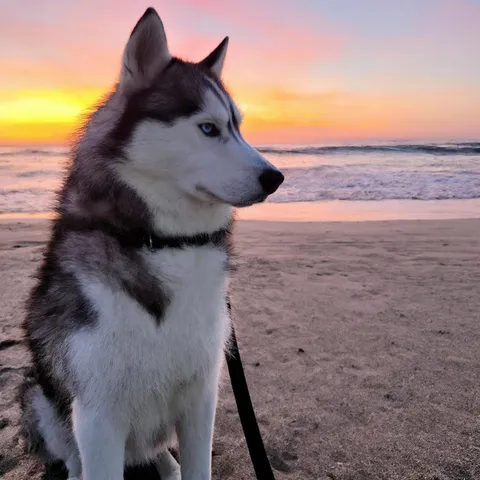 Golden hour makes him a bit dramatic