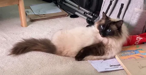 Some random cat learned how to jump up to my window ledge to get in