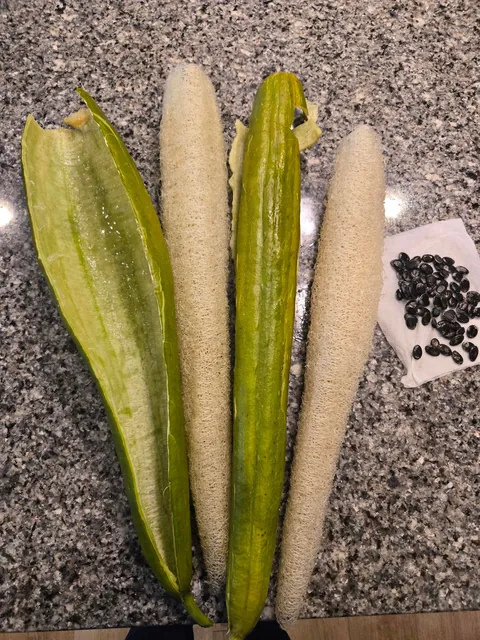 Harvested my first 2 luffas.