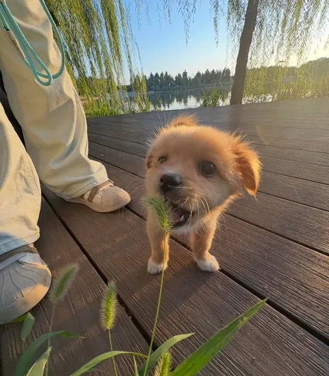 Mom, can I eat grass?🥰