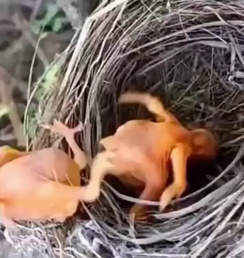 This cruel baby bird kicked sibling out of nest