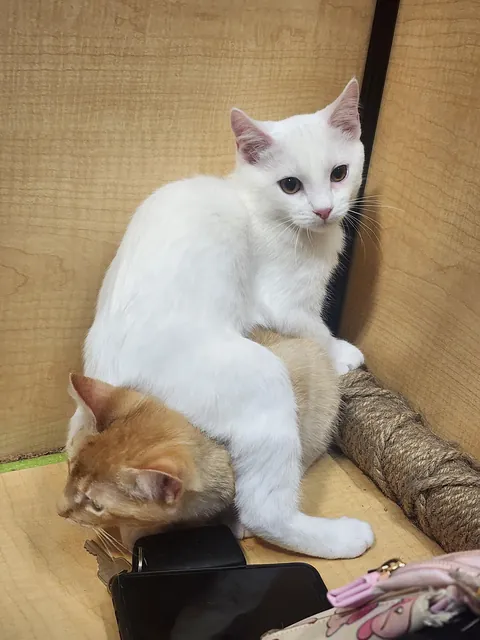 Adopted two new happy boiz! Meet Custard (White) and Sherma (Orange).