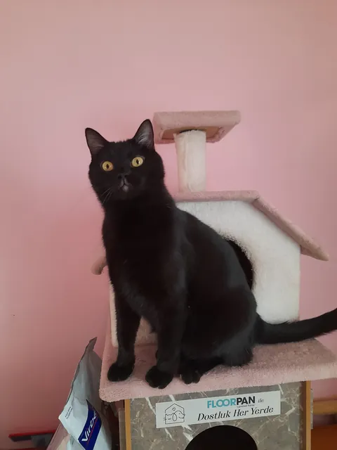 Say hello to Olive 👋