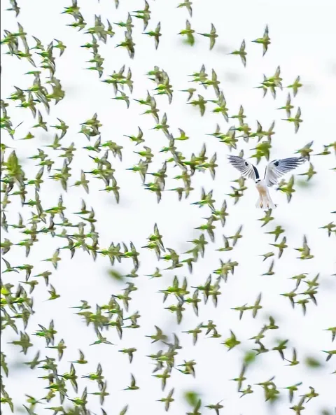 🔥 A Chatter of Budgies 🔥