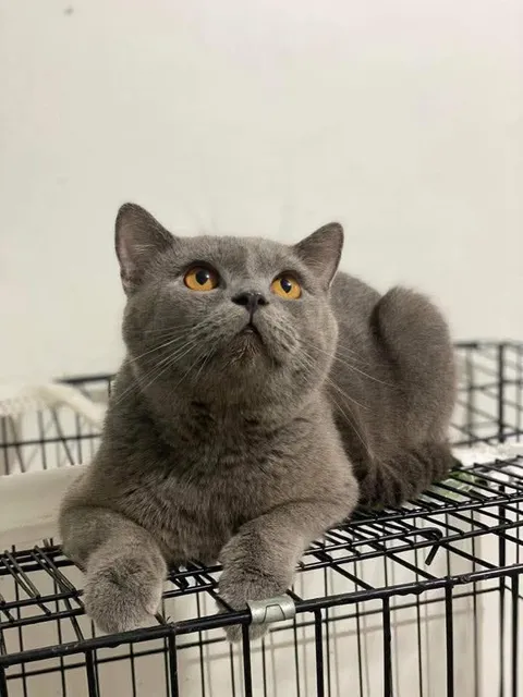 He looks so purrfect 🥹🧡