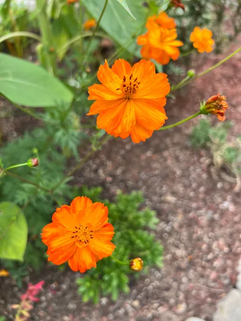 Some flowers I grew from seed this year 💐
