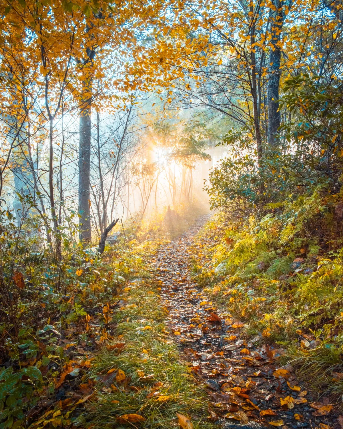 Fall Fantasy in Shenandoah National Park, Virginia [1600x2000][OC]