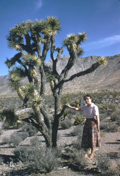 My aunt Ruth Brown, 21-May-1956, beside a Joshua Tree in Nevada