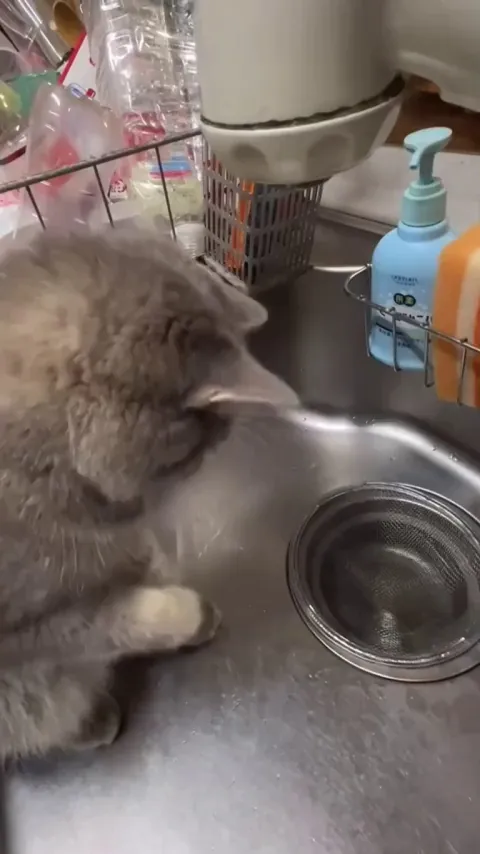 Catbrain.exe got some error