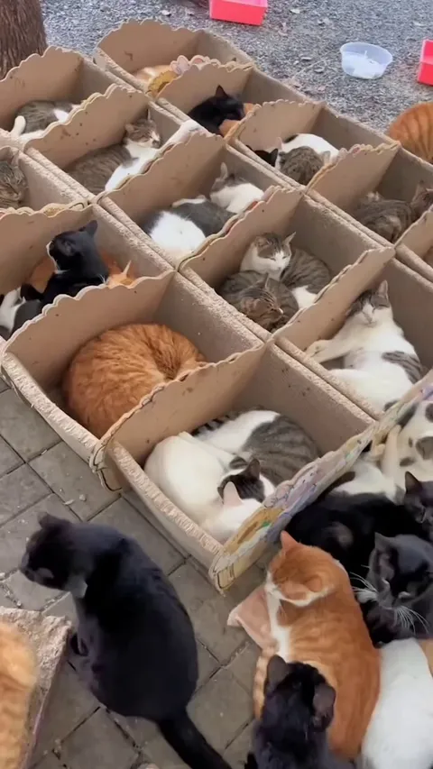 Cat hotel 🙂