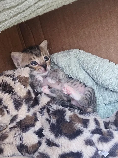 Photo dump of Chimney. The single kitten i found all alone.