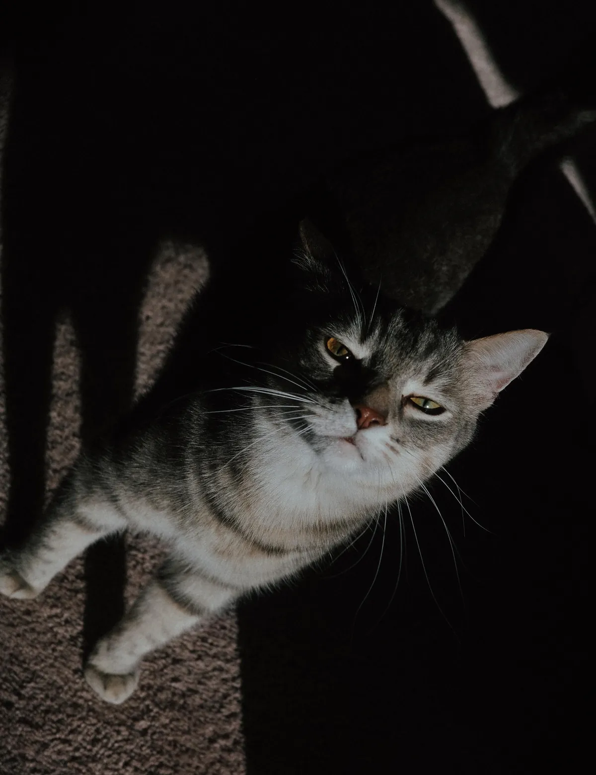 He bit my roommate so I’m posting his ugliest pics