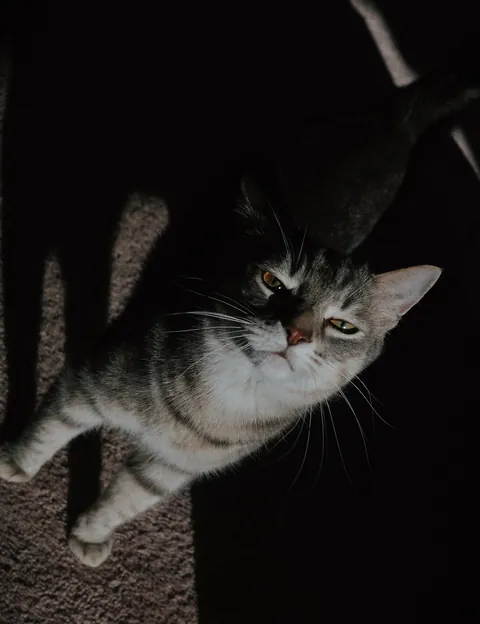 He bit my roommate so I’m posting his ugliest pics