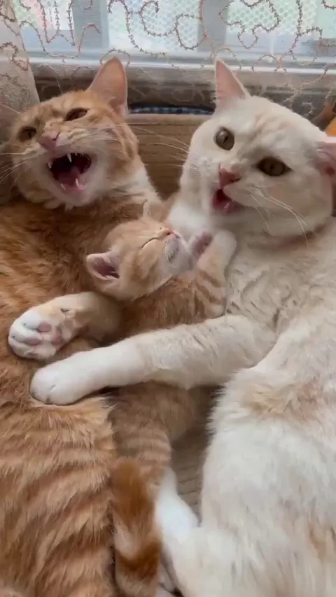 Takecare of baby kitten