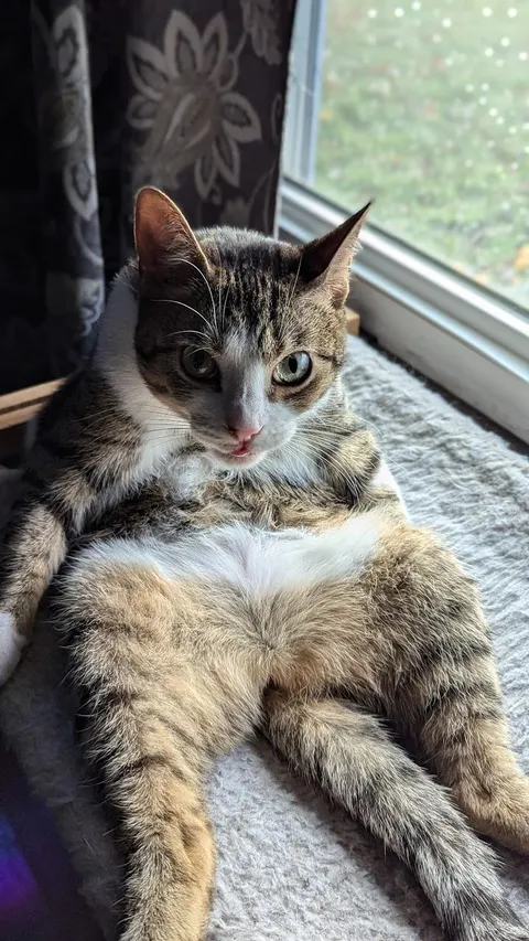 Caught Poppy cleaning herself this morning.